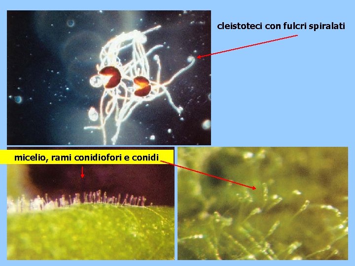 cleistoteci con fulcri spiralati micelio, rami conidiofori e conidi 