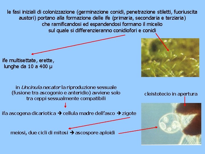 le fasi iniziali di colonizzazione (germinazione conidi, penetrazione stiletti, fuoriuscita austori) portano alla formazione