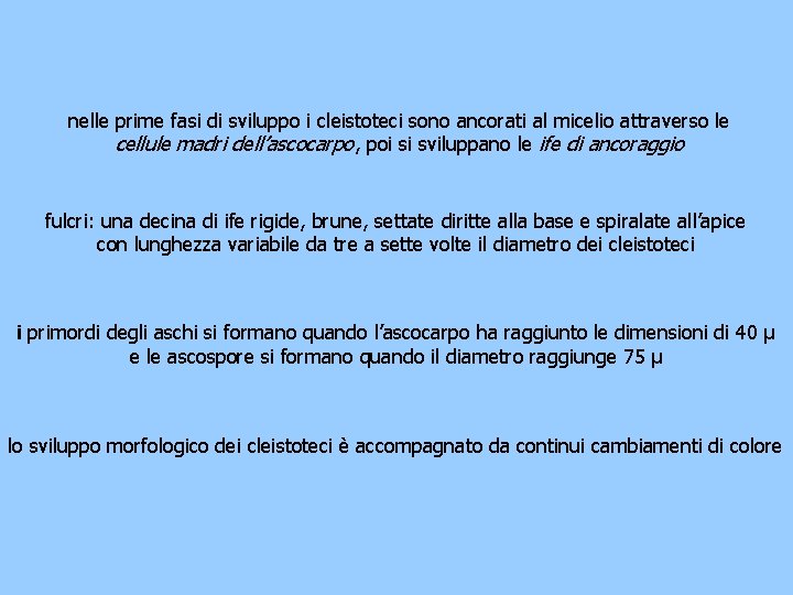 nelle prime fasi di sviluppo i cleistoteci sono ancorati al micelio attraverso le cellule