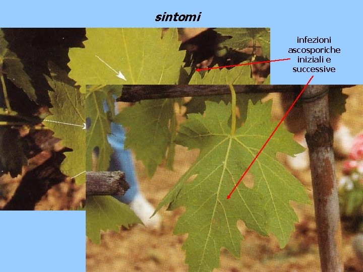 sintomi infezioni ascosporiche iniziali e successive 