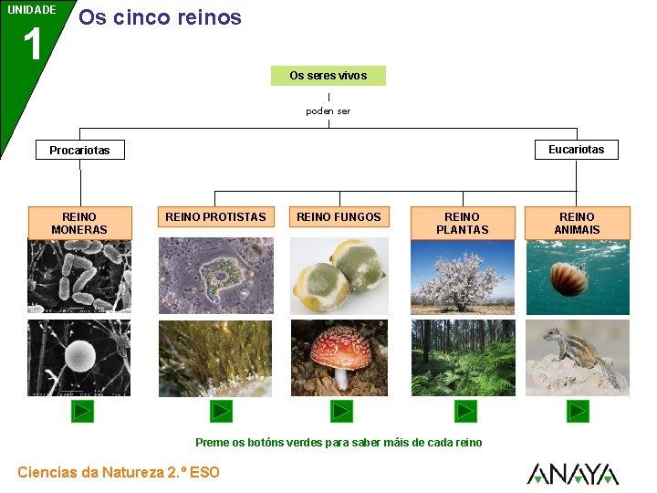 UNIDADE 1 Os cinco reinos Os seres vivos poden ser Eucariotas Procariotas REINO MONERAS