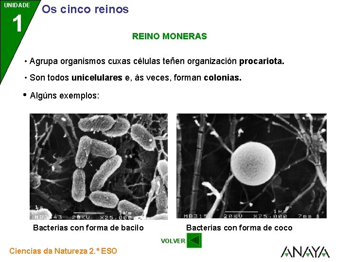 UNIDADE 1 Os cinco reinos REINO MONERAS • Agrupa organismos cuxas células teñen organización