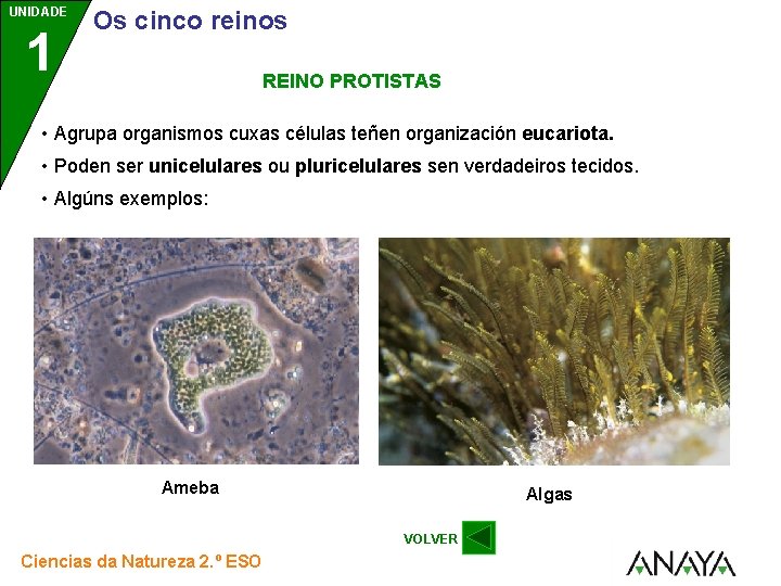 UNIDADE 1 Os cinco reinos REINO PROTISTAS • Agrupa organismos cuxas células teñen organización