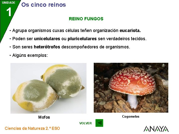 UNIDADE 1 Os cinco reinos REINO FUNGOS • Agrupa organismos cuxas células teñen organización