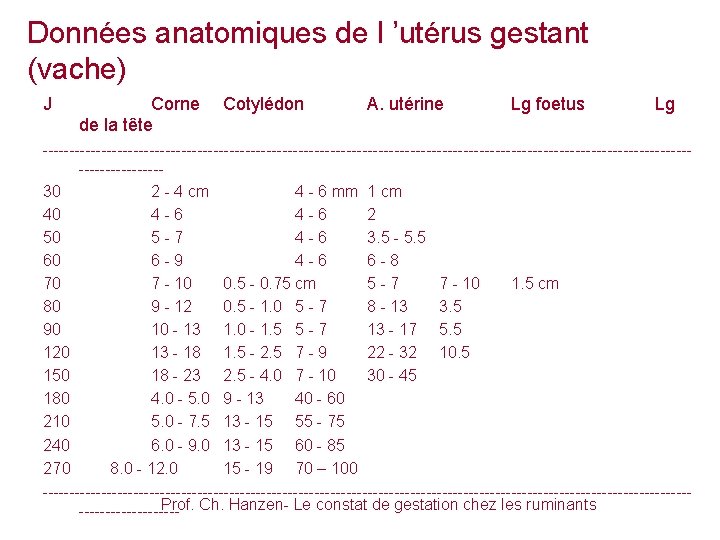 Données anatomiques de l ’utérus gestant (vache) J Corne de la tête Cotylédon A.