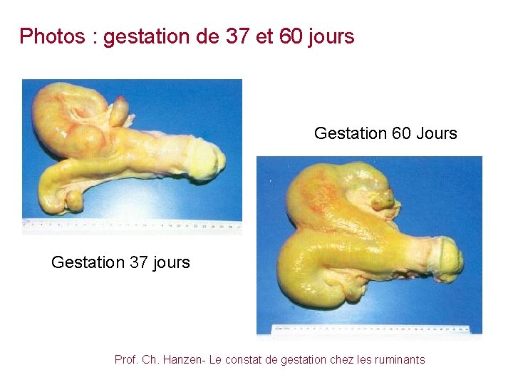 Photos : gestation de 37 et 60 jours Gestation 60 Jours Gestation 37 jours
