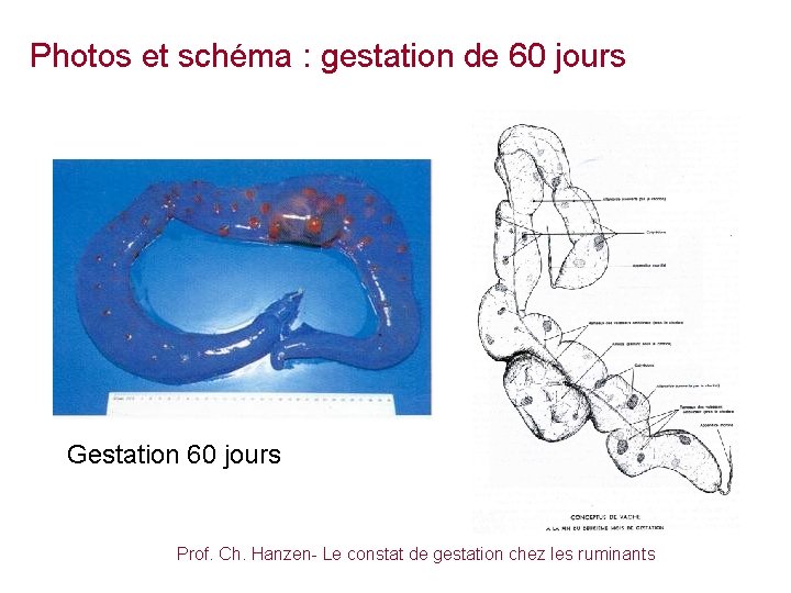 Photos et schéma : gestation de 60 jours Gestation 60 jours Prof. Ch. Hanzen-