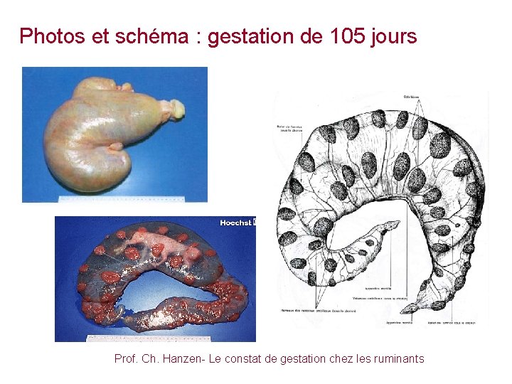 Photos et schéma : gestation de 105 jours Prof. Ch. Hanzen- Le constat de