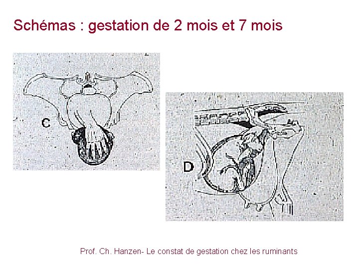 Schémas : gestation de 2 mois et 7 mois Prof. Ch. Hanzen- Le constat