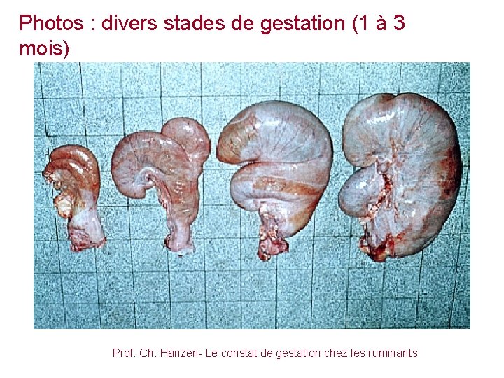 Photos : divers stades de gestation (1 à 3 mois) Prof. Ch. Hanzen- Le