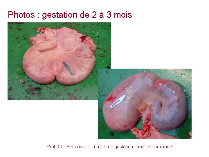 Photos : gestation de 2 à 3 mois Prof. Ch. Hanzen- Le constat de