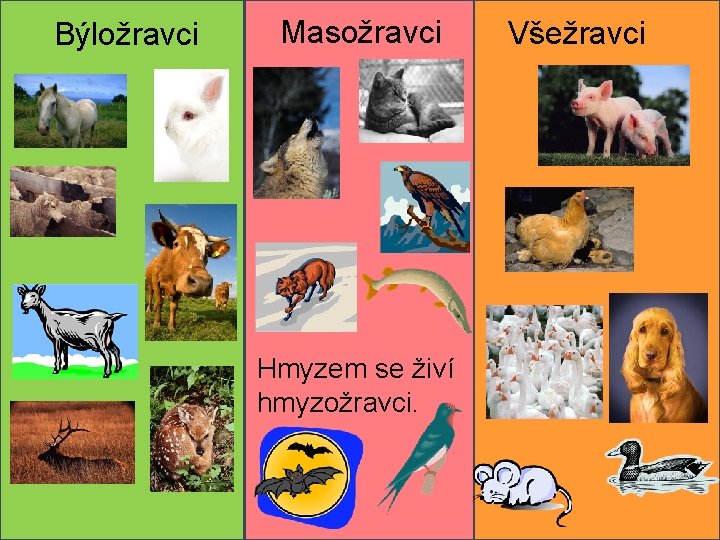 Býložravci Masožravci Hmyzem se živí hmyzožravci. Všežravci 