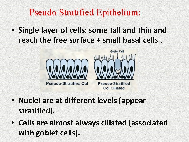 Pseudo Stratified Epithelium: • Single layer of cells: some tall and thin and reach