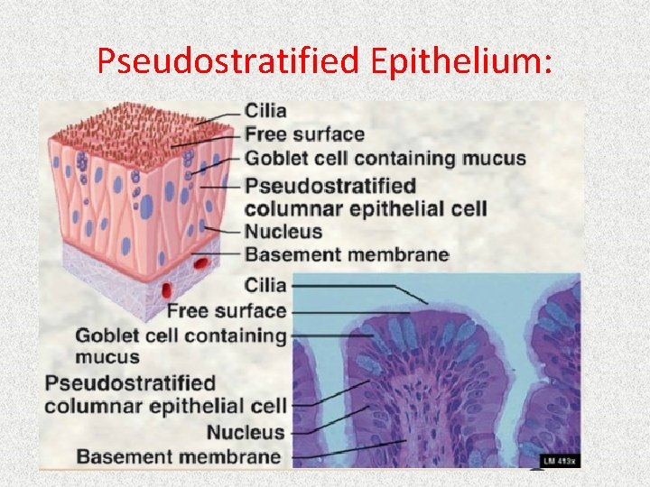 Pseudostratified Epithelium: 