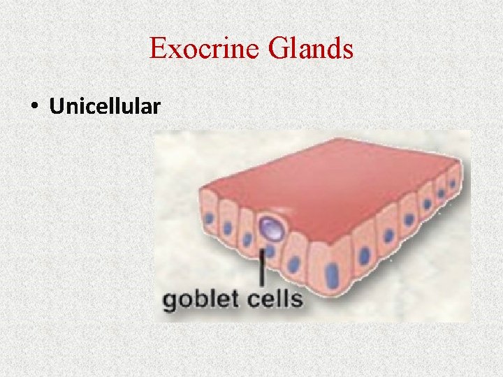 Exocrine Glands • Unicellular 