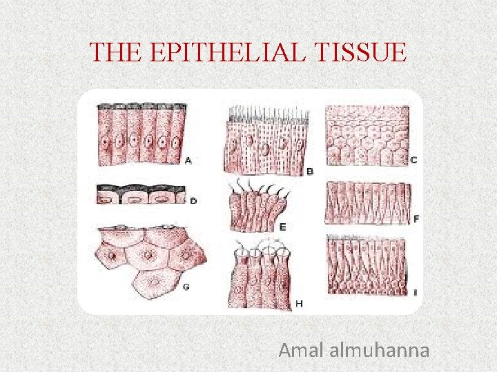 THE EPITHELIAL TISSUE Amal almuhanna 