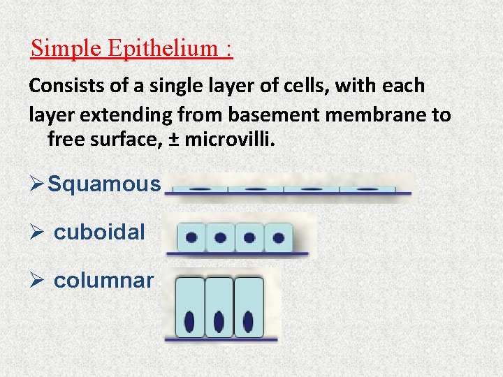 Simple Epithelium : Consists of a single layer of cells, with each layer extending