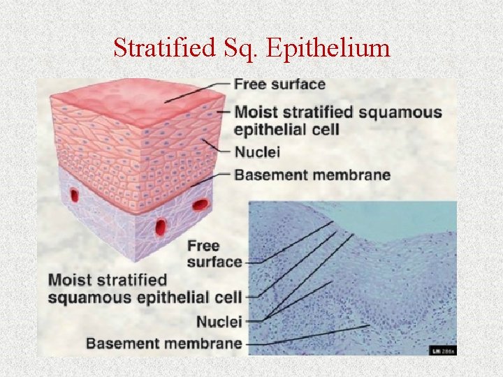 Stratified Sq. Epithelium 