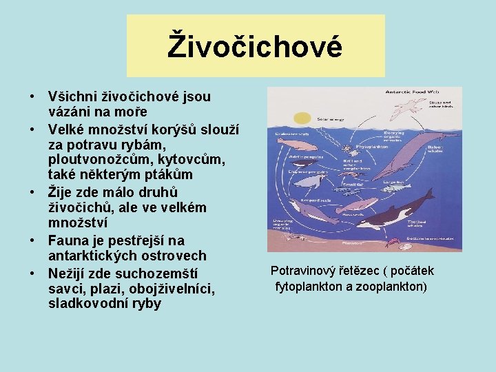 Živočichové • Všichni živočichové jsou vázáni na moře • Velké množství korýšů slouží za