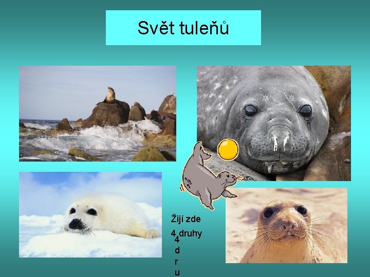 Svět tuleňů Žijí zde 4 druhy 4 d r u 