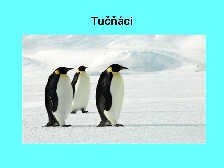 Tučňáci 