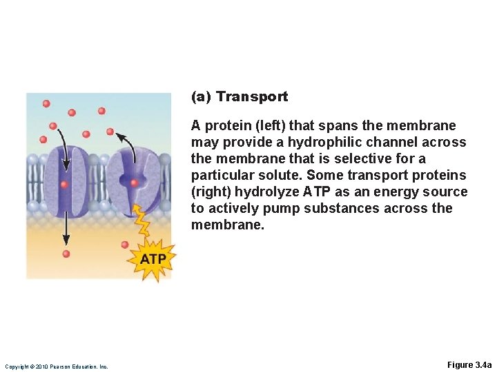 (a) Transport A protein (left) that spans the membrane may provide a hydrophilic channel (a) Transport A protein (left) that spans the membrane may provide a hydrophilic channel