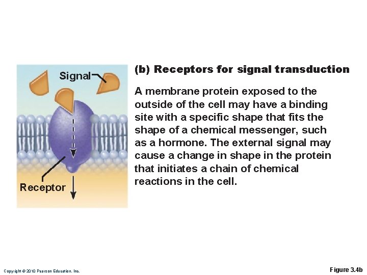 Signal Receptor Copyright © 2010 Pearson Education, Inc. (b) Receptors for signal transduction A Signal Receptor Copyright © 2010 Pearson Education, Inc. (b) Receptors for signal transduction A