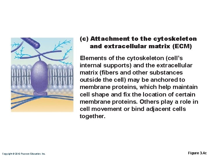 (c) Attachment to the cytoskeleton and extracellular matrix (ECM) Elements of the cytoskeleton (cell’s (c) Attachment to the cytoskeleton and extracellular matrix (ECM) Elements of the cytoskeleton (cell’s