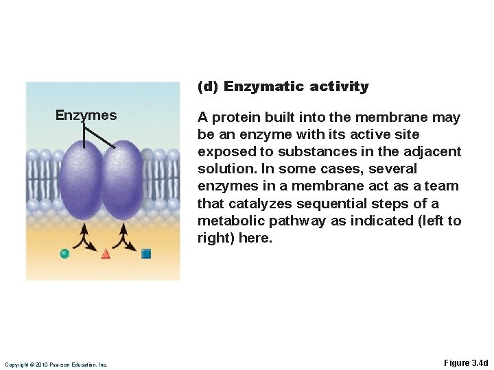 (d) Enzymatic activity Enzymes Copyright © 2010 Pearson Education, Inc. A protein built into (d) Enzymatic activity Enzymes Copyright © 2010 Pearson Education, Inc. A protein built into