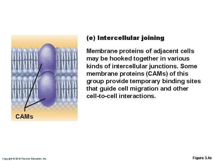 (e) Intercellular joining Membrane proteins of adjacent cells may be hooked together in various (e) Intercellular joining Membrane proteins of adjacent cells may be hooked together in various