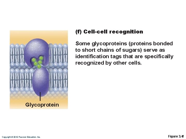 (f) Cell-cell recognition Some glycoproteins (proteins bonded to short chains of sugars) serve as (f) Cell-cell recognition Some glycoproteins (proteins bonded to short chains of sugars) serve as