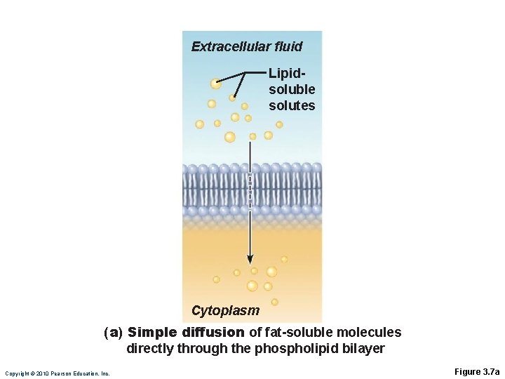 Extracellular fluid Lipidsoluble solutes Cytoplasm (a) Simple diffusion of fat-soluble molecules directly through the Extracellular fluid Lipidsoluble solutes Cytoplasm (a) Simple diffusion of fat-soluble molecules directly through the