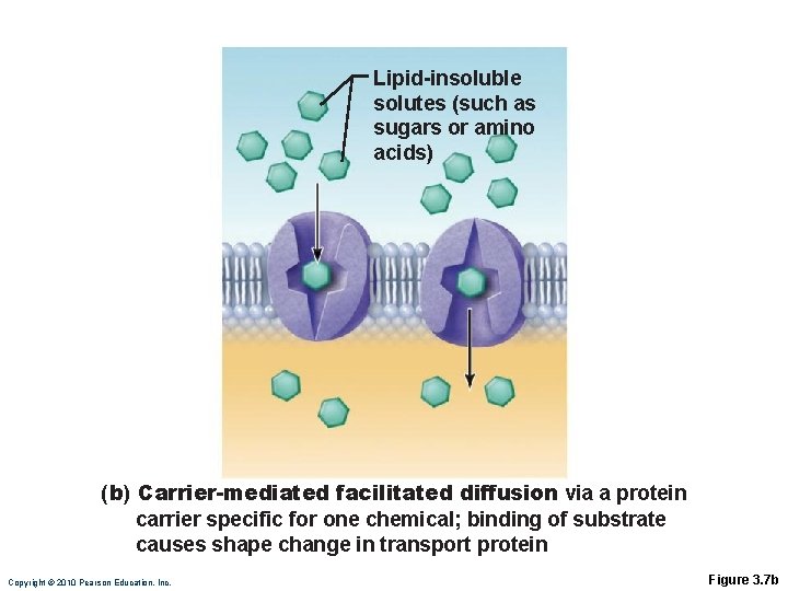 Lipid-insoluble solutes (such as sugars or amino acids) (b) Carrier-mediated facilitated diffusion via a Lipid-insoluble solutes (such as sugars or amino acids) (b) Carrier-mediated facilitated diffusion via a