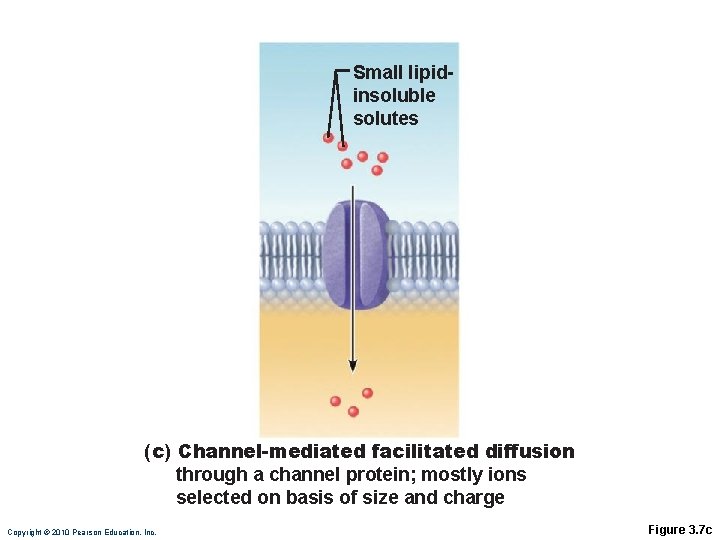 Small lipidinsoluble solutes (c) Channel-mediated facilitated diffusion through a channel protein; mostly ions selected Small lipidinsoluble solutes (c) Channel-mediated facilitated diffusion through a channel protein; mostly ions selected
