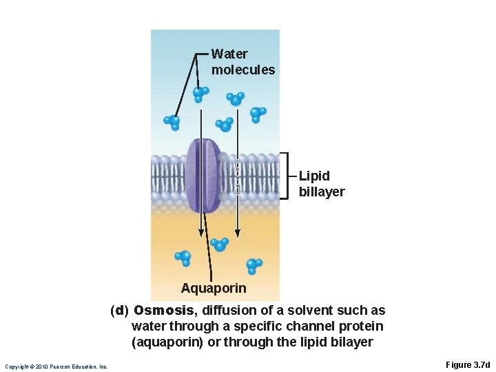 Water molecules Lipid billayer Aquaporin (d) Osmosis, diffusion of a solvent such as water Water molecules Lipid billayer Aquaporin (d) Osmosis, diffusion of a solvent such as water