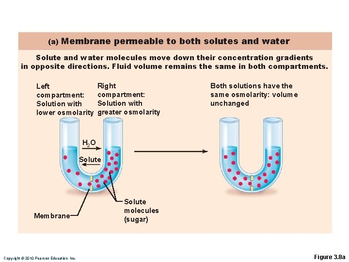 (a) Membrane permeable to both solutes and water Solute and water molecules move down (a) Membrane permeable to both solutes and water Solute and water molecules move down