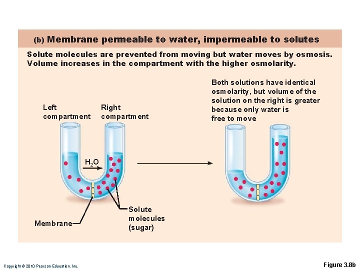 (b) Membrane permeable to water, impermeable to solutes Solute molecules are prevented from moving (b) Membrane permeable to water, impermeable to solutes Solute molecules are prevented from moving