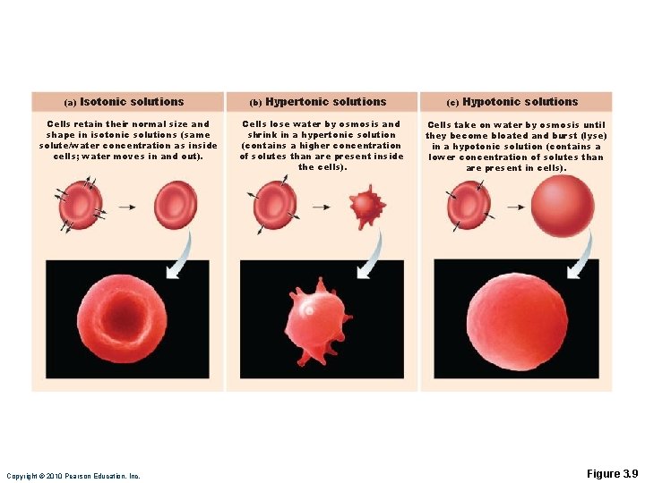 (a) Isotonic solutions Cells retain their normal size and shape in isotonic solutions (same (a) Isotonic solutions Cells retain their normal size and shape in isotonic solutions (same