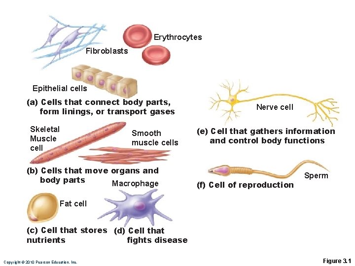 Erythrocytes Fibroblasts Epithelial cells (a) Cells that connect body parts, form linings, or transport Erythrocytes Fibroblasts Epithelial cells (a) Cells that connect body parts, form linings, or transport