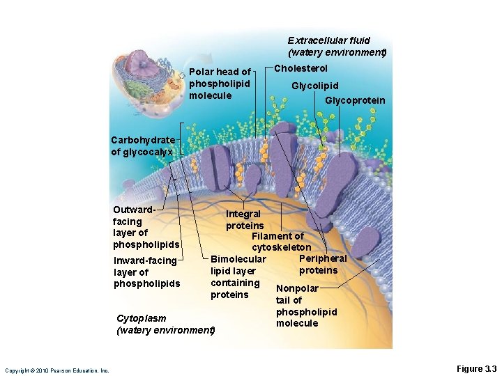 Extracellular fluid (watery environment) Polar head of phospholipid molecule Cholesterol Glycolipid Glycoprotein Carbohydrate of Extracellular fluid (watery environment) Polar head of phospholipid molecule Cholesterol Glycolipid Glycoprotein Carbohydrate of