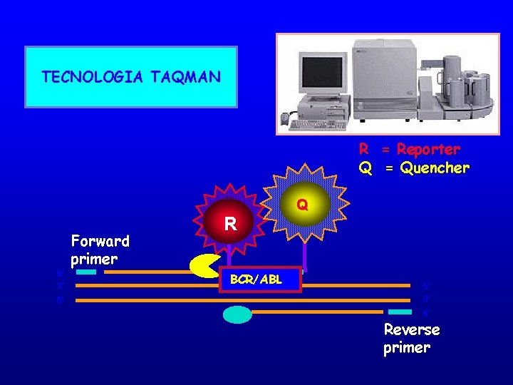 TECNOLOGIA TAQMAN R = Reporter Q = Quencher 5’ 3’ 5’ Forward primer R