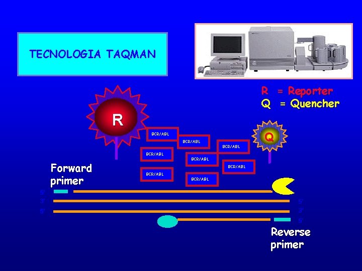 TECNOLOGIA TAQMAN R = Reporter Q = Quencher R BCR/ABLL Forward primer 5’ 3’