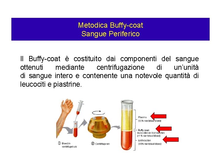 Metodica Buffy-coat Sangue Periferico Il Buffy-coat è costituito dai componenti del sangue ottenuti mediante