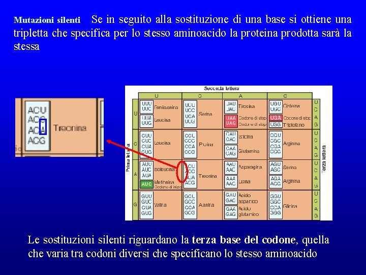 Mutazioni silenti. Se in seguito alla sostituzione di una base si ottiene una tripletta