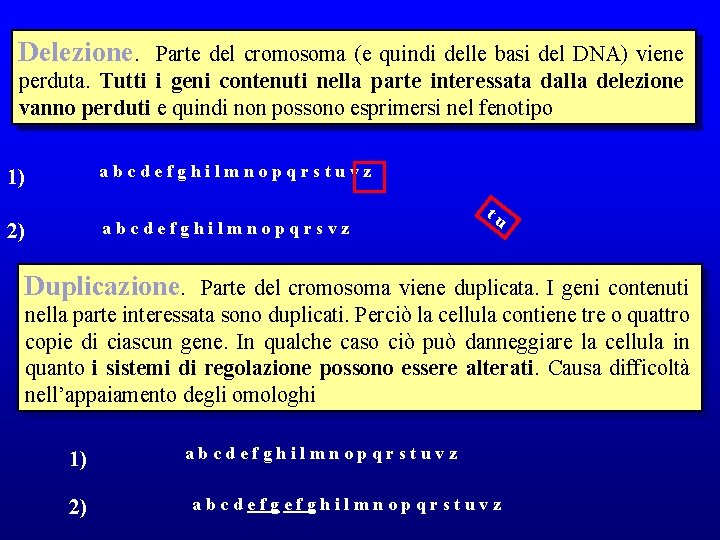 Delezione. Parte del cromosoma (e quindi delle basi del DNA) viene perduta. Tutti i