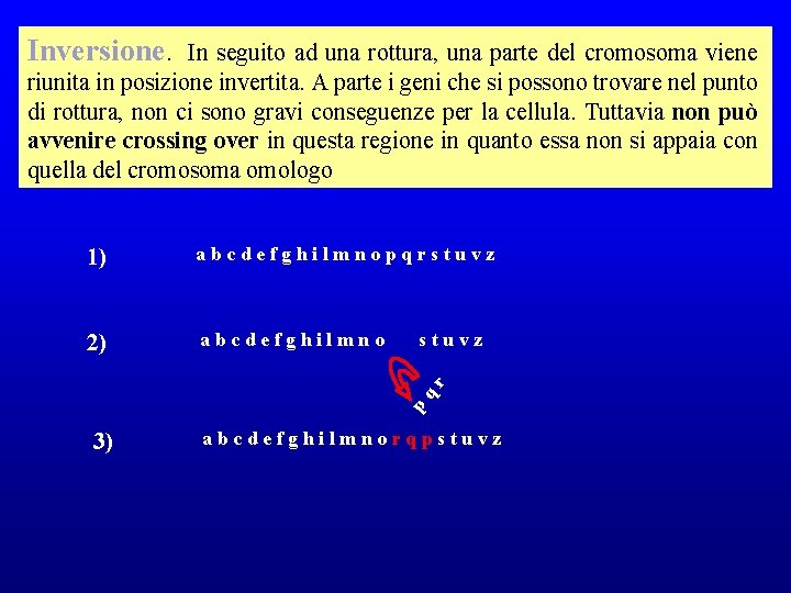 Inversione. In seguito ad una rottura, una parte del cromosoma viene riunita in posizione