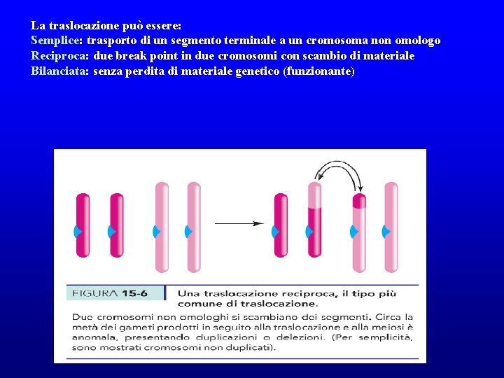 La traslocazione può essere: Semplice: trasporto di un segmento terminale a un cromosoma non