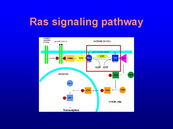 Ras signaling pathway 