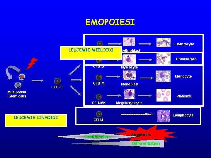 EMOPOIESI Erythrocyte BFU-E LEUCEMIE MIELOIDI Erythroblast Granulocyte CFU-G Myelocyte Monocyte LTC-IC CFU-M Monoblast Multipotent