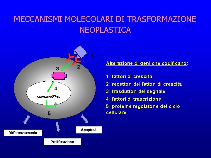 MECCANISMI MOLECOLARI DI TRASFORMAZIONE NEOPLASTICA 1 3 Alterazione di geni che codificano: 2 1: